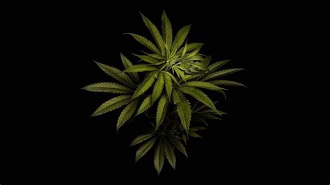 [100+] 4k Marijuana Wallpapers | Wallpapers.com