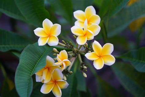 White Frangipani: Plant Care & Growing Guide