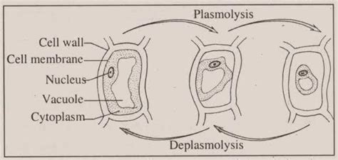 Plasmolysis and deplasmolysis diagram - Brainly.in