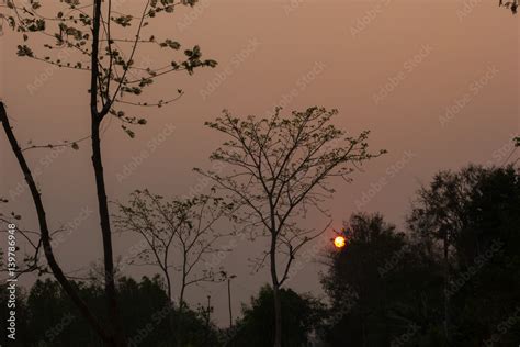 Silhouette leaves and trees with the sunset forest view Stock Photo ...