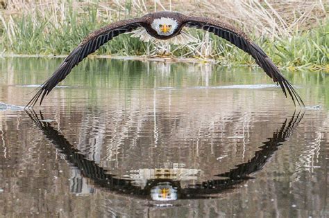 Eagle Flying Over Water