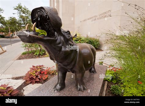 George Washington University's unofficial mascot the Hippo Stock Photo - Alamy