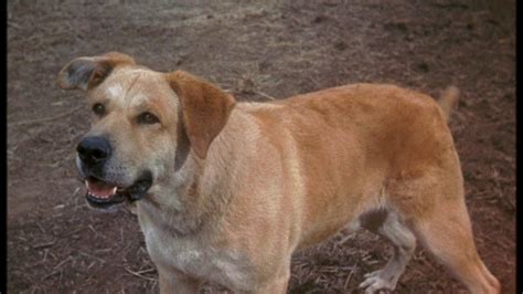 Old Yeller | Disney Wiki | FANDOM powered by Wikia