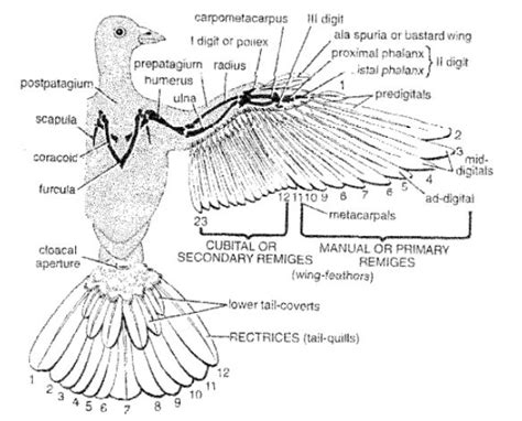 Feathers in Pigeon | Columba livia | Diagram - Swarborno