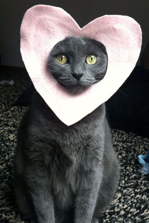 Pin by catmale on Valentine's Day Cats | Russian blue cat, Russian blue, Cat love