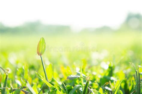 Grass Field Sunshine Field ,greensward Stock Image - Image of fresh, countryside: 93683679