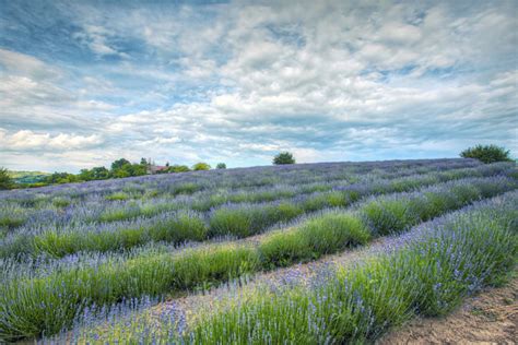 Profumo di Lavanda >> Samuele Silva