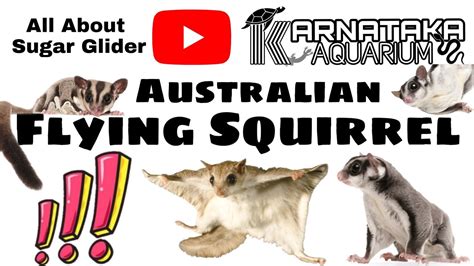 Sugar Glider Available In India| Sugar Glider Breeding | Sugar Glider Care | Karnataka Aquarium ...