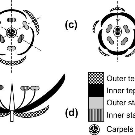 Floral diagram of typical actinomorphic trimerous monocot flower with... | Download Scientific ...