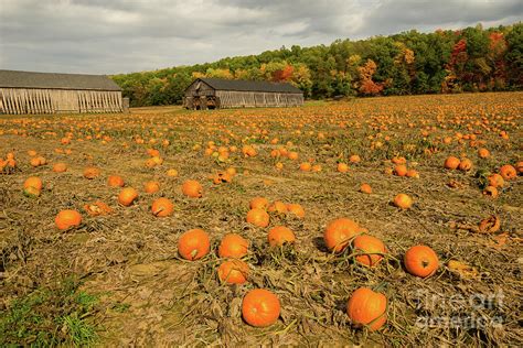 Jarmoc Farm Pumpkin Patch, Autumn 2016 - Autumn Scenery in New England ...