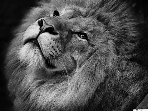 Apple Lion Wallpapers - Top Free Apple Lion Backgrounds - WallpaperAccess