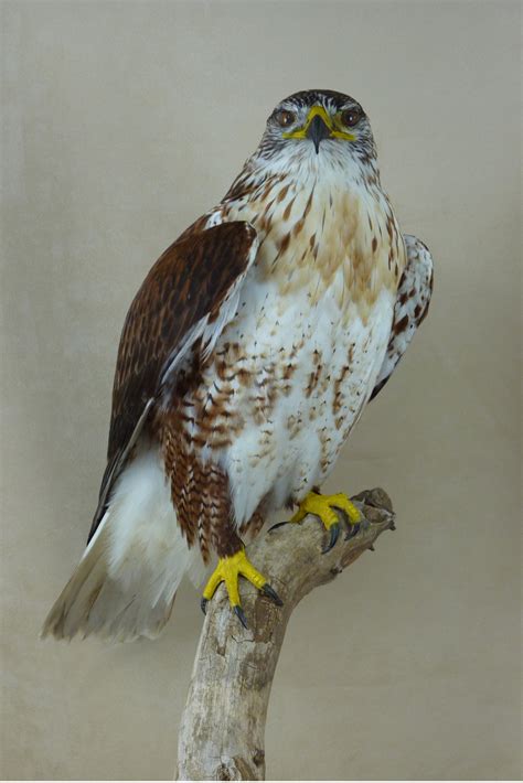 Ferruginous Buzzard (Buteo regalis) - UK Bird Small Mammal Taxidermist Mike Gadd