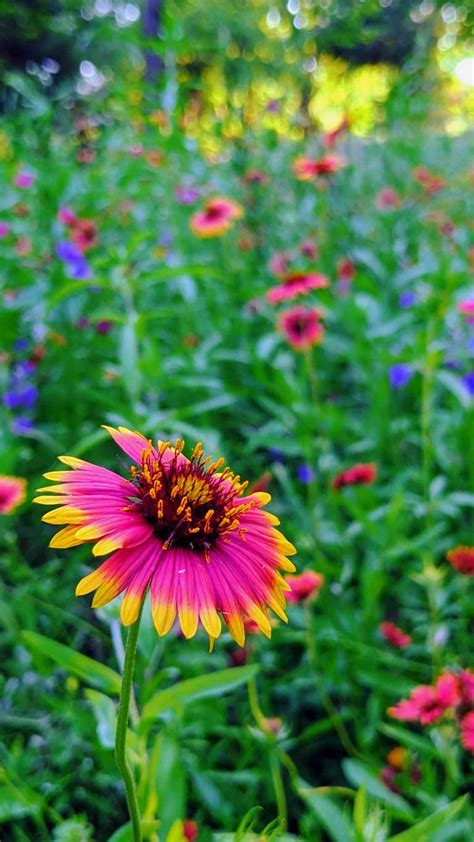 Oklahoma Wildflowers | 5 Most Beautiful Wildflowers + How To Grow Them!