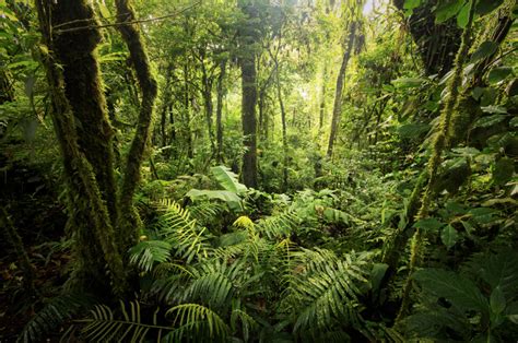 Un nuevo estudio muestra que la selva amazónica se acerca a un punto de inflexión - Funiber ...