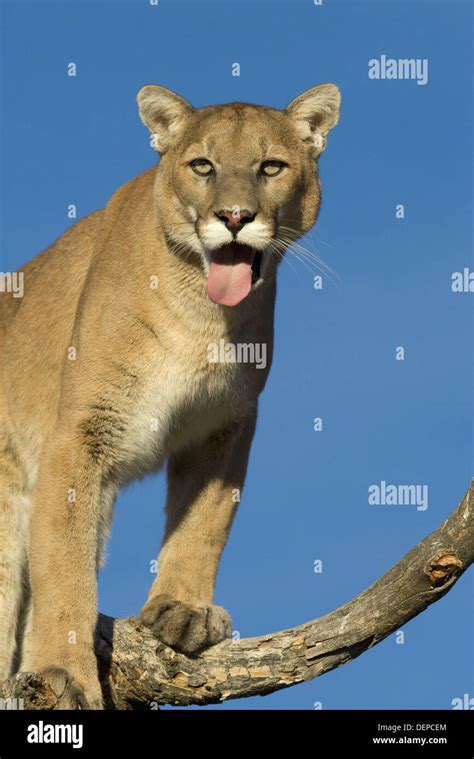 Pouncing lion hi-res stock photography and images - Alamy