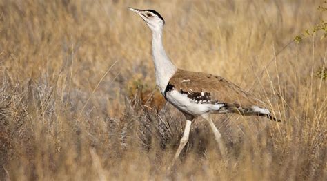 Australian Bustard - BirdLife Australia