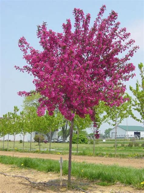 Prairie Fire | Payne Nursery | Trees to plant, Garden trees, Flowering ...