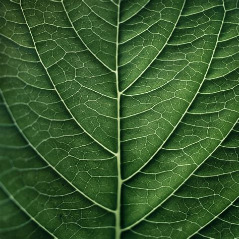 Organic Lines | Texture photography, Macro photography, Macro photography tips