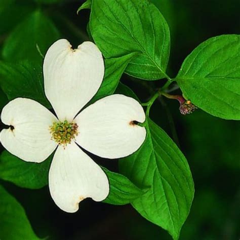 Lux Basic Combo: White Flowering Dogwood Tree Leaf Identification : Flowering Dogwood Care And ...