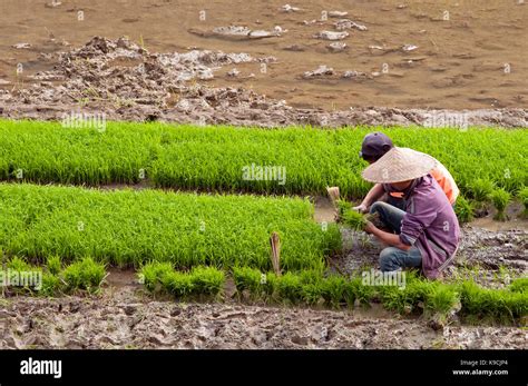 Laos rice harvest hi-res stock photography and images - Alamy