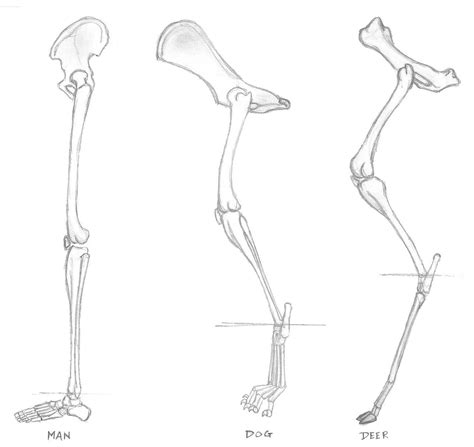 Deer Leg Anatomy