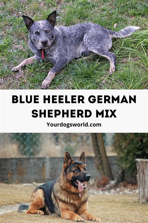 Blue heeler german shepherd mix - appearance & temperament