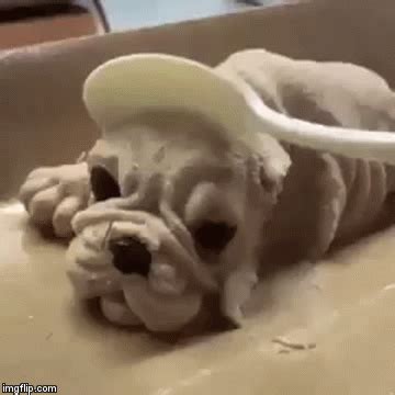 You humans are animals! | Funny gif, Cool gifs, Dog ice cream