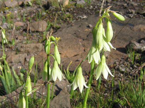 African Plants - A Photo Guide - Galtonia viridiflora I. Verd.