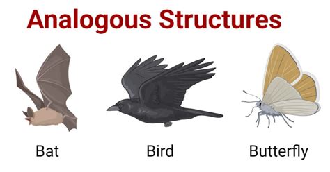 Analogous Structures: Definition, 4 Examples, Significances