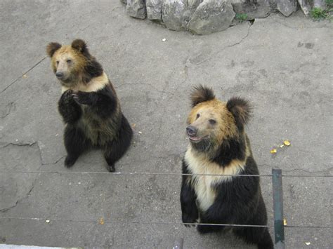 Tibetan blue bears, begging for food - ZooChat