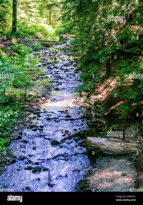 Muir woods, redwood trees and forest Stock Photo - Alamy