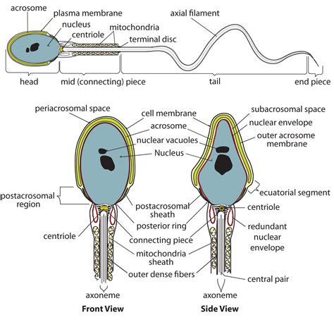 Anatomy Of A Sperm Cell