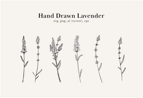 Lavender Drawing Lavender Clip Art Lavender SVG Lavender - Etsy UK