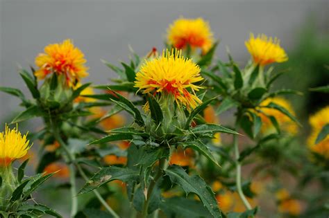 Organic Safflower Oil High OLEIC and other carrier oils @ bulk price