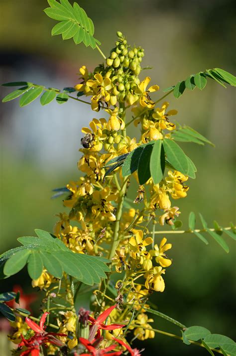 Senna hebecarpa Wild Senna | Prairie Moon Nursery