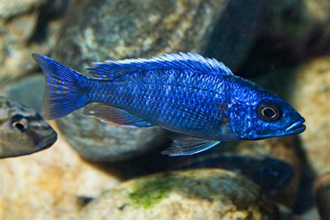 Lake Malawi Cichlids 6, The Right Nutrition and Foods For Your African ...