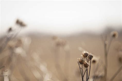 60+ Grass Burrs Stock Photos, Pictures & Royalty-Free Images - iStock