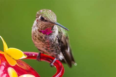 Best Hummingbird Nectar Recipe - Hummingbirds Plus