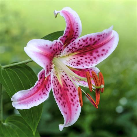 Lily, Oriental Stargazer – Easy To Grow Bulbs