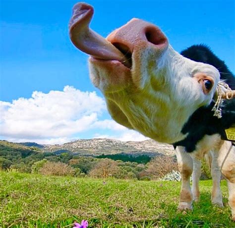 Cow tongue | Cows funny, Animal faces, Cute cows