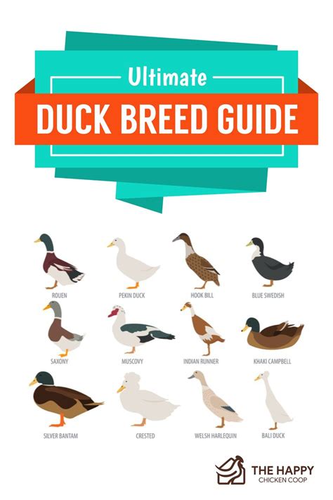 The Ultimate Duck Breed Guide - The Happy Chicken Coop