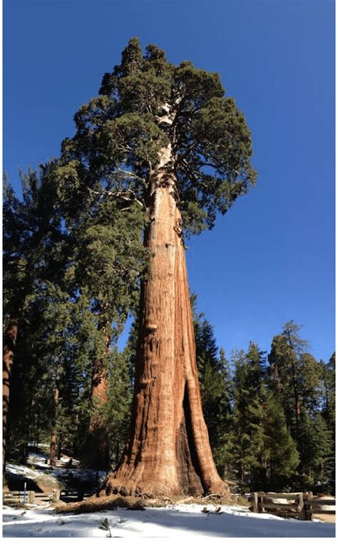 "The Sentinel" giant sequoia in Giant Forest, Kings Canyon National ...