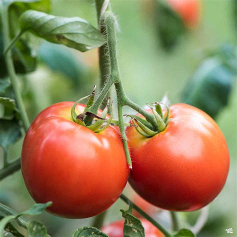 Tomato 'Celebrity' — Green Acres Nursery & Supply