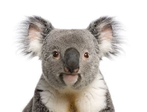 Koalas to Humans: "We're NOT bears!" Koalas are more closely related to kangaroos and wombats ...