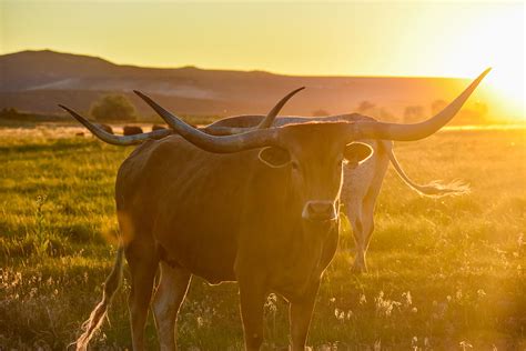 Longhorn Sunset Photograph by Riley Bradford