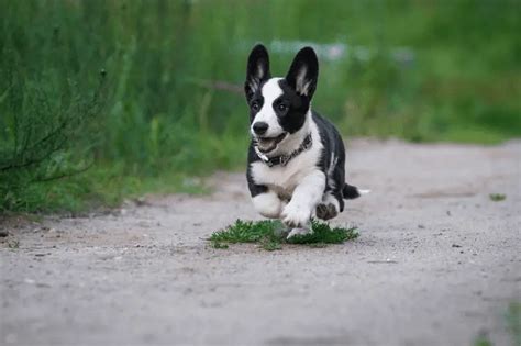 How fast can corgis run? - Corgi Central