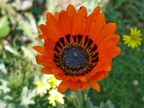 A not so simple garden: South African Flowers in the Fall Garden