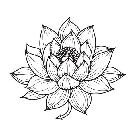 Lotus Flower Drawn By Hand Outline Sketch Drawing Vector, Flower ...