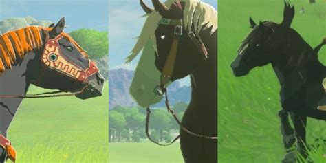 6 Best Wild Horses In Zelda: Breath Of The Wild – Kaki Field Guide