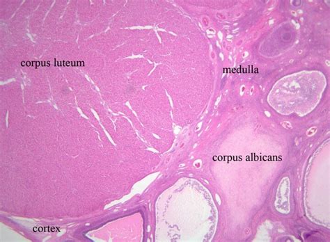 Corpus Luteum And Corpus Albicans Histology